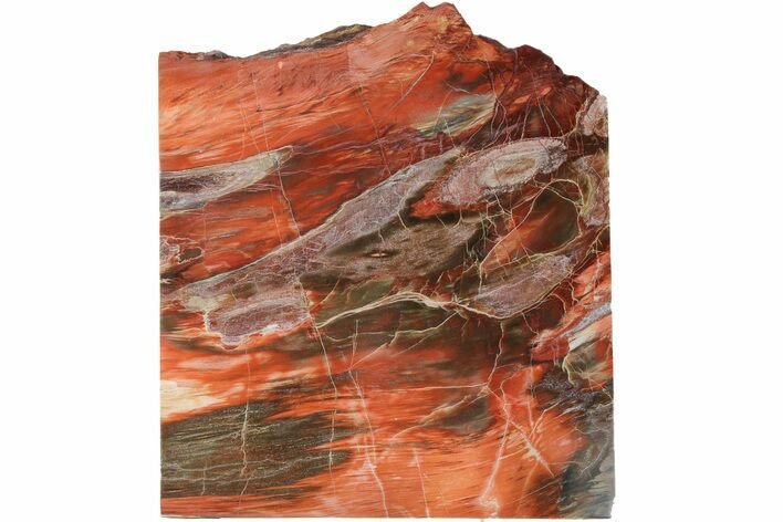 Polished, Petrified Wood With Fungal Rot - Arizona #185091